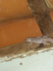 Phyllopezus pollicaris