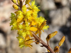Bulbine alooides