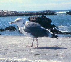 Larus fuscus
