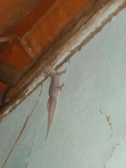 Phyllopezus pollicaris