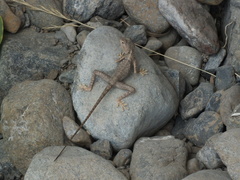 Pseudotrapelus jensvindumi