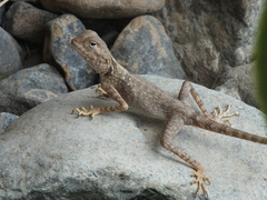 Pseudotrapelus jensvindumi