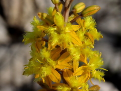 Bulbine alooides