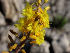 Bulbine alooides