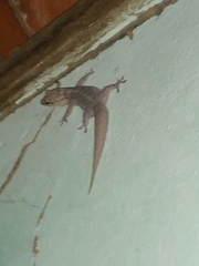 Phyllopezus pollicaris