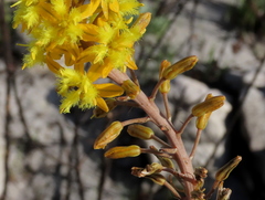 Bulbine alooides
