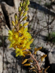 Bulbine alooides