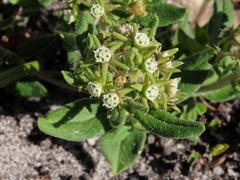 Aspidoglossum heterophyllum