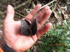 Enterolobium schomburgkii