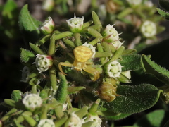 Aspidoglossum heterophyllum