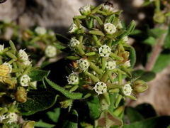 Aspidoglossum heterophyllum