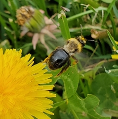 Andrena dunningi