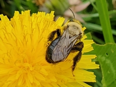 Andrena dunningi