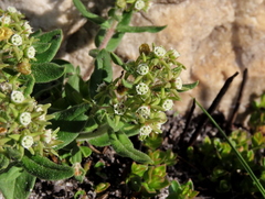 Aspidoglossum heterophyllum
