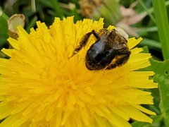 Andrena dunningi