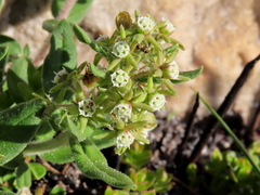 Aspidoglossum heterophyllum