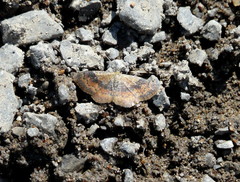 Leptostales ferruminaria