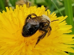 Andrena dunningi