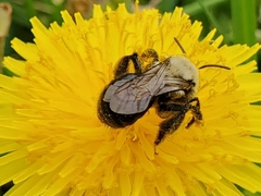 Andrena dunningi