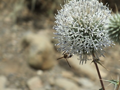 Delta hottentotum elegans