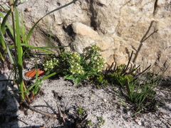 Aspidoglossum heterophyllum