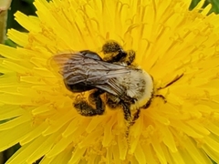 Andrena dunningi