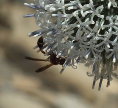 Delta hottentotum elegans