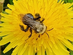 Andrena dunningi
