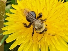Andrena dunningi