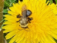 Andrena dunningi