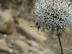 Delta hottentotum elegans