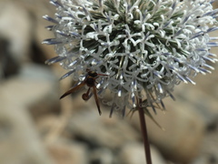 Delta hottentotum elegans