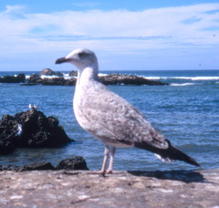 Larus michahellis