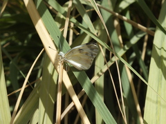 Pontia glauconome