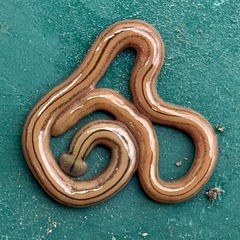 Diversibipalium multilineatum