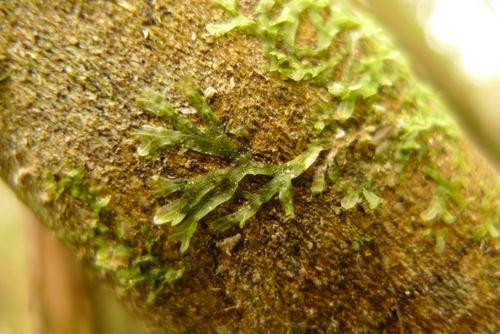 Forked Veilwort