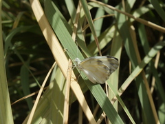 Pontia glauconome