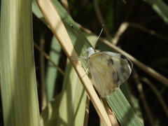 Pontia glauconome