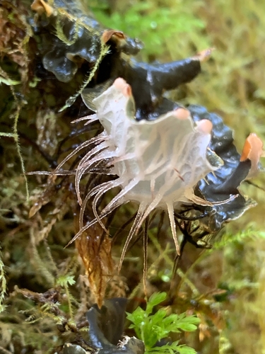 membranous pelt lichen