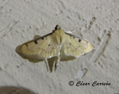 Lygropia tripunctata