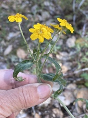 Eriophyllum jepsonii