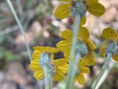 Eriophyllum jepsonii