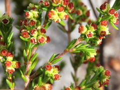 Erica subcapitata