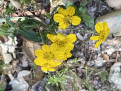 Eriophyllum jepsonii