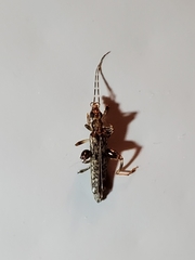 Oedemera marmorata