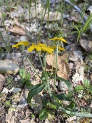 Eriophyllum jepsonii