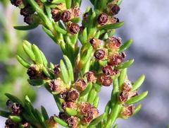 Erica subcapitata