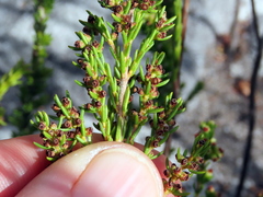 Erica subcapitata