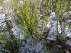 Erica subcapitata