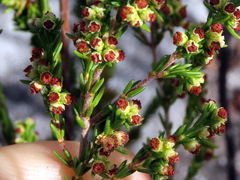 Erica subcapitata